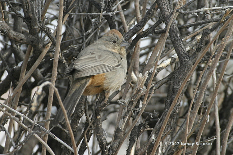 Canyon Towhee