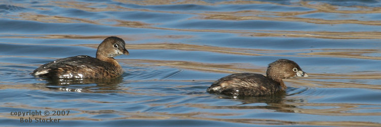 Pied-billed Grebes