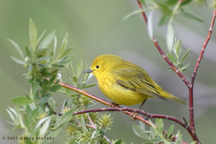 Yellow Warbler