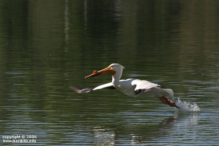 American White Pelican 'Bouncing' Across a Lake #1