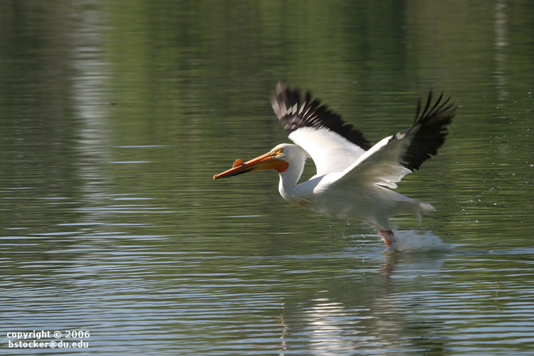 American White Pelican 'Bouncing' Across a Lake #2