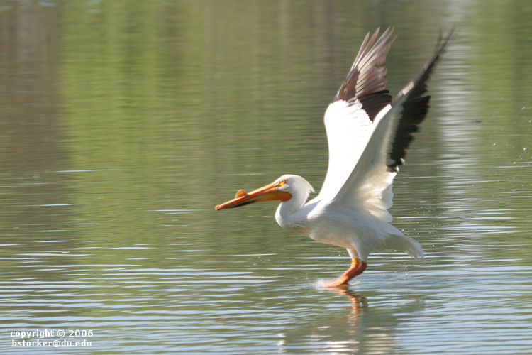 American White Pelican 'Bouncing' Across a Lake #3