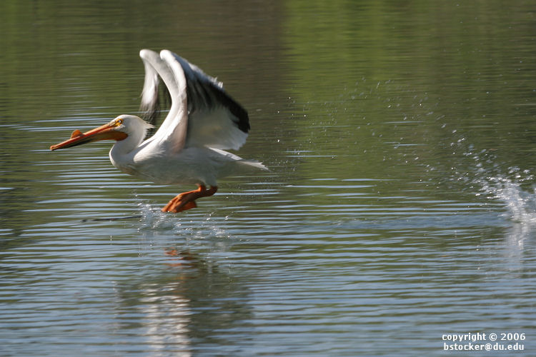 American White Pelican 'Bouncing' Across a Lake #4