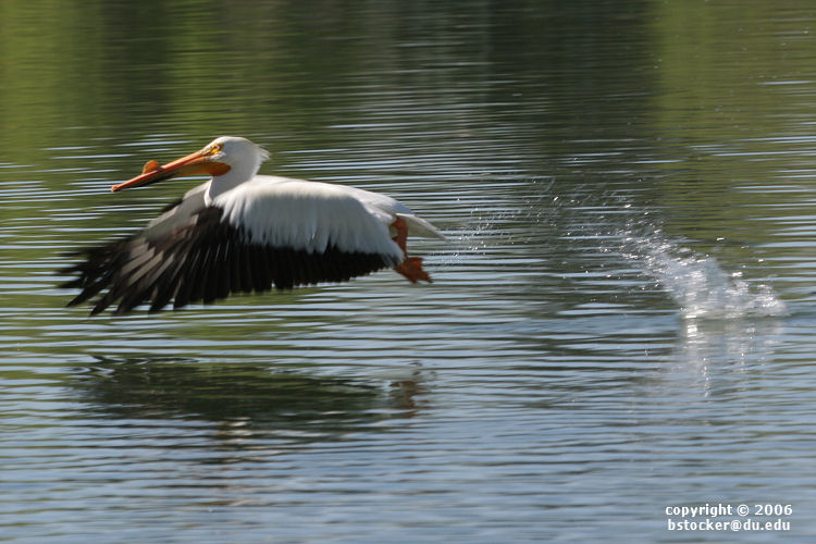 American White Pelican 'Bouncing' Across a Lake #5
