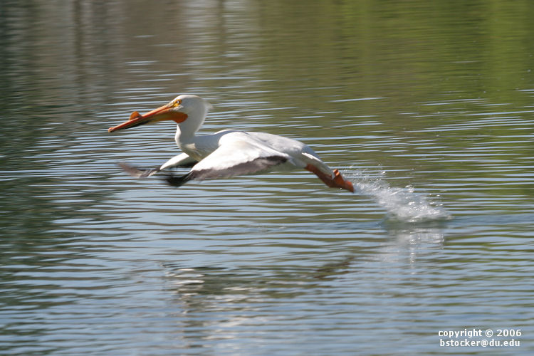 American White Pelican 'Bouncing' Across a Lake #6