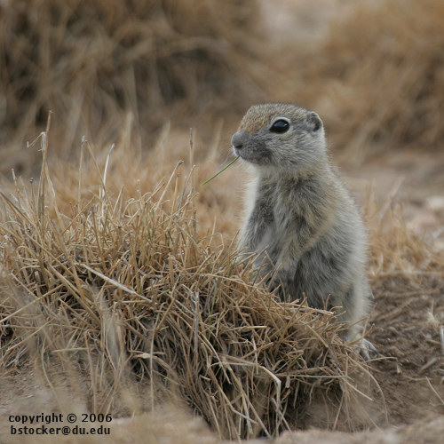 Wyoming Ground Squirrel near Wolford Reservoir