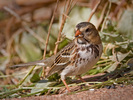 Emberizine Sparrows and Their Allies