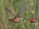 Hummingbirds