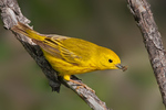 Wood-Warblers