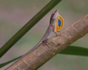 Crocodilians and Lizards