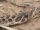 Snakes