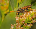 Bees, Wasps and Ants