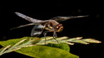 Dragonflies and Damselflies