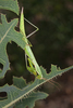 Other Insects