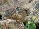 Rabbits, Hares and Pikas