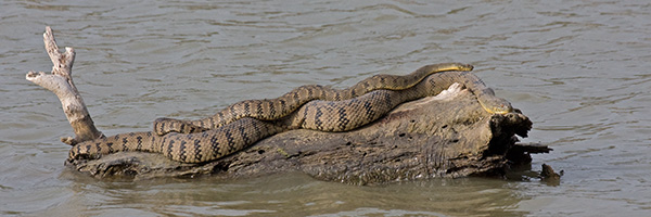 Diamondback Water Snakes