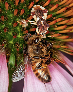Dead Honey Bee